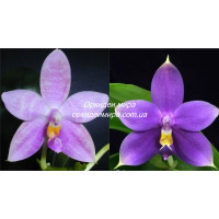 Uydagi yashirin kamerada suratga olingan jinsiy aloqa